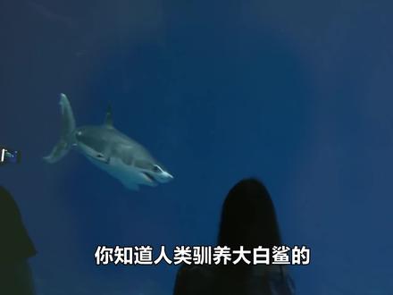 03进水族馆必死?人类连虎鲸都能驯服,为何对大白鲨无可奈何? #大白鲨 #水族馆 #海洋动物 #科普