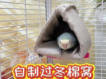 降温了,可以用你的旧衣服给小鸟做个保温棉窝#手养鹦鹉 #养鸟