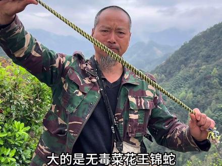 菜花三兄弟 无毒菜花王锦蛇,剧毒菜花圆矛头腹、蛇中熊猫莽山烙铁头#蛇 #蛇类科普 #农村生活 #采药人