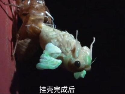 #蝉的蜕变过程
#蝉
#蝉的蜕变过程原来是这样的,以前路过树下...