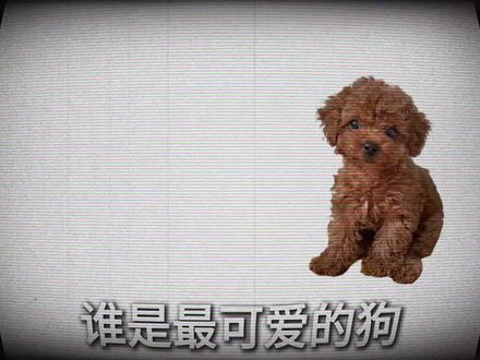 重发一遍#泰迪 #摸摸哥#剪辑#卡点#homagefunk