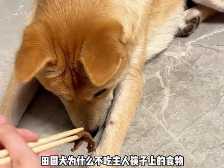 田园犬为什么不吃主人筷子上的食物? #小狗 #宠物科普 #宠物