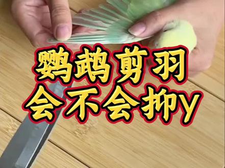 鹦鹉剪羽会让鹦鹉不开心吗#鹦鹉养殖#鹦鹉日常