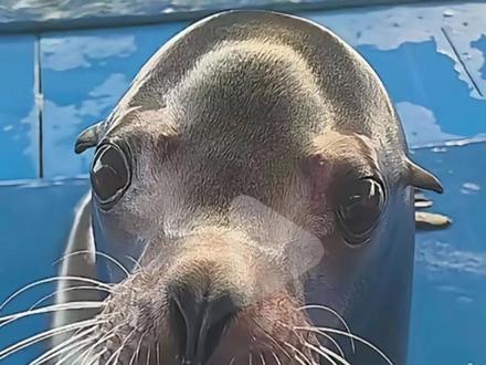 网络人物志第115期:海狮 #人物志 #海狮 #抽象 #动物