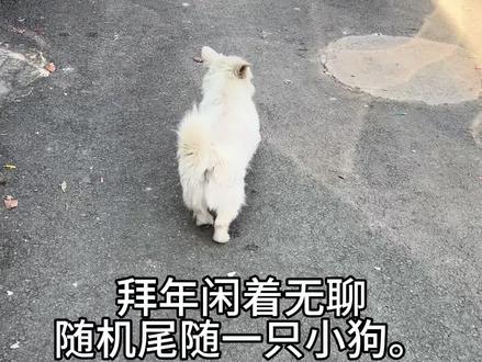 跑太快了 追不上了。#过年 #拜年 #小狗 #猎奇 #服从性测试