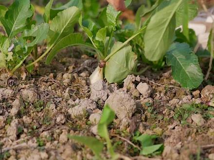 这么可爱的兰溪小萝卜见到过吗,别人家的小萝卜摘完了,留了点残果被我们收了#我的乡村生活 #乡村守护人 #跟着抖音学做菜