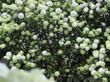 绣球花拍摄教程 八种绣球花拍摄技巧,简单易学#手机摄影 #拍花技巧 #绣球花 #绣球花海
