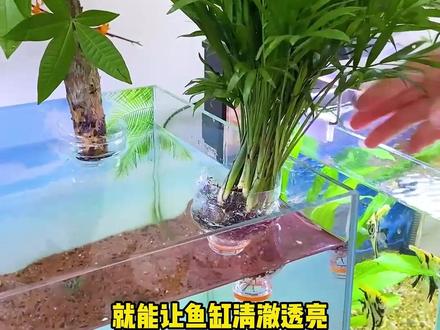 教你塑料瓶水培绿萝#小妙招 @DOU+小助手