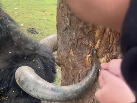 西藏拉萨,一只牦牛的角卡在树干动弹不得,女子救援时发现它眼睛通红像是哭了