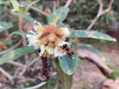 又到了低温的流蜜期,你的蜂箱里面是不是也有水珠?#蜂博士 #养蜂技术分享 #蜜蜂养殖 #抖音小助手