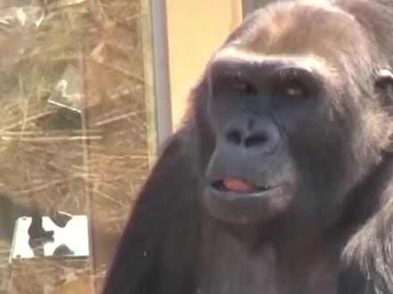 原来猩猩是这么谈恋爱的!一言不合就去小黑屋,实在是辣眼睛