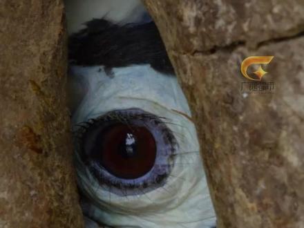 冠班犀鸟也被誉为“爱情鸟”,它们终生坚守一夫一妻制,对伴侣忠诚不渝。#冠班犀鸟#爱情