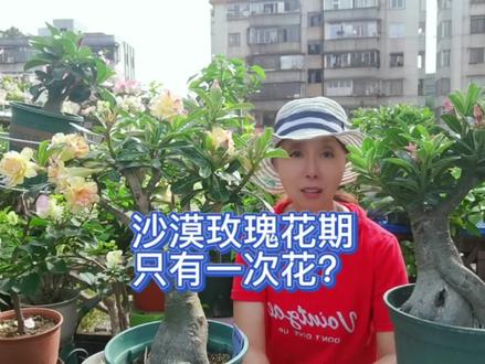 沙漠玫瑰这个时候千万不要修剪它,剪了你会后悔的
