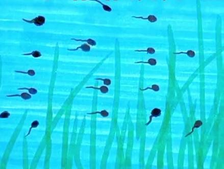 小蝌蚪找妈妈#简笔画#简笔画教程#幼儿简笔画#儿童简笔画#一学就会的简笔画