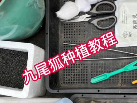 九尾狐种植教程,视频有点长,请耐心看完!多肉仙人球直播