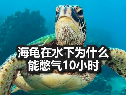 海龟为什么能憋气10小时?#热门#科普#海龟#神奇动物在抖音 #冷知识@DOU+小助手 #创作灵感