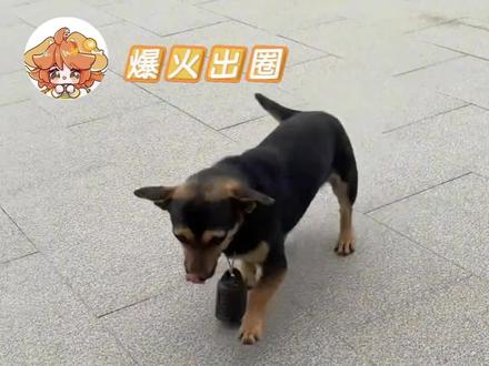 博主:自有大儒为我辩经。#狗狗 #宠物 #搞笑#万物皆有灵性