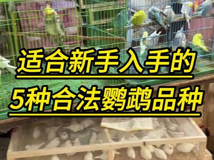 适合新手入手的皮实耐养鹦鹉排行榜#手养鹦鹉 #萌宠出道计划 #鹦鹉