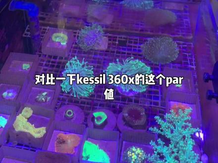 纽斯K7 mini新的海水微缸国民灯具#海缸 #水族 #海洋生物 #海水之舞 #观赏鱼