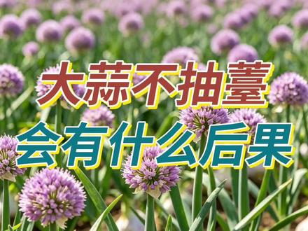 大蒜不抽薹,会有什么后果。 #大蒜 #蒜薹丰收 薹蒜和无薹蒜的区别,一条视频讲清楚。