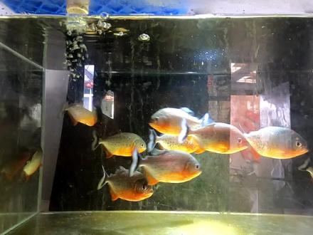 十几条食人鱼一顿吃多少,小鹌鹑进鱼缸被撕开口子,遭到疯狂撕咬 #猛鱼捕食 #水虎鱼 #红腹食人鲳