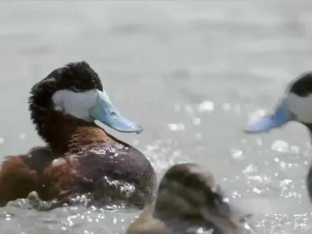 布谷鸟叫声mp3下载 74b96d3c3d418c3f6fb5c38dcddbfcf1~tplv-dy-resize-origshort-autoq-75:330.jpeg?x-expires=2001193200&x-signature=xvMWuoxVOpipSenT9ZkrmyuZDdI%3D&from=3213915784&s=PackSourceEnum_AWEME_DETAIL&se=false&sc=cover&biz_tag=pcweb_cover&l=202306040718199F9D65C353D983AEF8C4