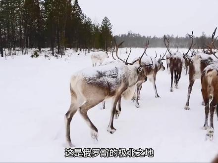 西伯利亚地区的驯鹿人,用先进的理念过上幸福生活! #极寒之地 #西伯利亚