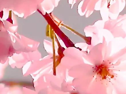 你还记得那个跳桃花笑の女孩么#桃花笑#宅舞 #浆果儿