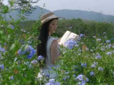 ꕤ⋆⸝⸝春日序曲⸝⸝ 🌱 我宣布!
深圳的春天属于陌上花公园的这片蓝雪花海~
超美超治愈的一大片花海!非常之美丽🤩
📍导航定位陌上花公园如飞停车场,出停车场再往前走一点就可以看到啦
#摄影 #森系 #氛围感 #电影感 #治愈系