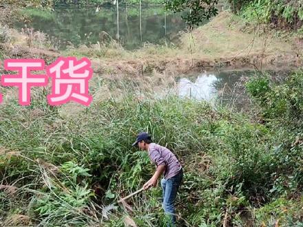 养鱼20多年总结的经验,防止鱼病最有效的办法。比用任何药都管用