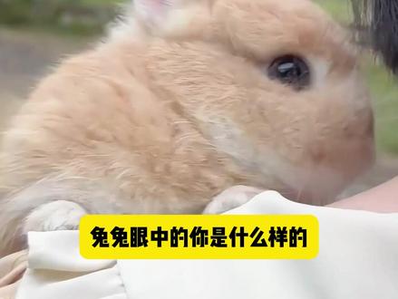 兔兔眼中的你是什么样的? #兔子 #兔兔 #新手养宠 #宠物