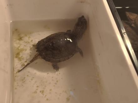 鳄龟冬天脑炎
#宠物迷惑行为 #鳄龟