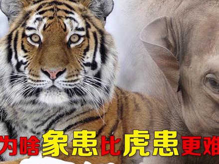 温顺大象竟会把人活活踩死,为何说大象比老虎还凶猛?人遇到野象该如何自救?#云南野象 #大象 #保护动物 #科普