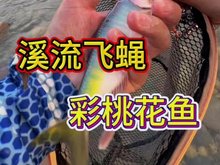 如何路亚桃花马口鱼?看完你就学会了。找到这样的浅滩流水用飞蝇钩就可以了,记得用浮水助投器。#微物路亚 #原来钓鱼才是抖音运动顶流 #路亚#路亚桃花 #路亚马口