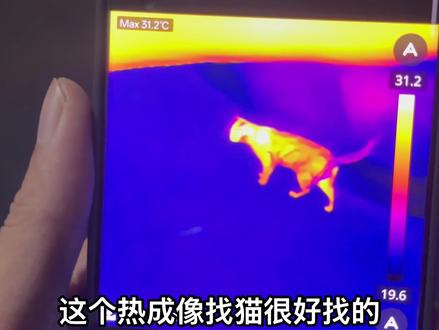 这个热成像找小动物还是很好用的,检测酒店有没有针孔摄像头之类的,本来是买来测手机温度跟维修短路的。这位猫咪阁下不会是什么渡劫的道友吧🤔最近短剧看多了#手机热成像 #手机数码 #流浪猫