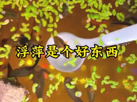 #孔雀鱼 浮萍是个好东西,到底会不会孔雀鱼缺氧?#小鱼日记 #新手养鱼 #水族