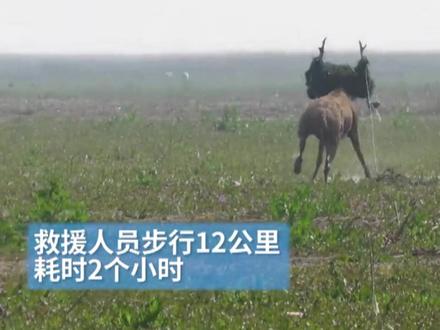 营救2个多小时!“头顶”30斤重捕虾网的麋鹿“脱险”了!