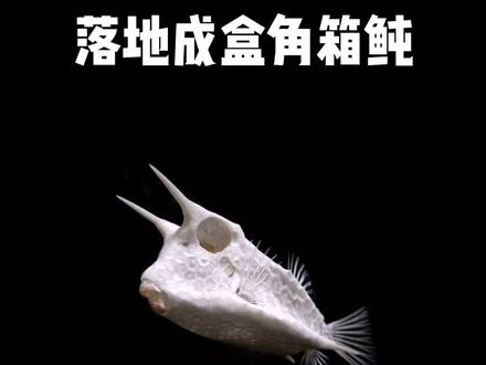 落地成盒鱼很方
#动物 #河豚 #角箱鲀 #箱鲀 #爱护大自然保护野生动物