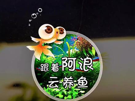 #巧克力娃娃 #阿浪的一百条小狗子 #迷你小狗头 应各位要求,今天更新狗子吃食🤣