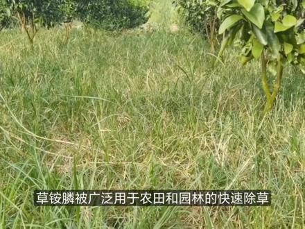草铵膦在土壤残留多久?很多人都说土壤会分解,那你想得太简单了 #除草 #园林植保 #种地