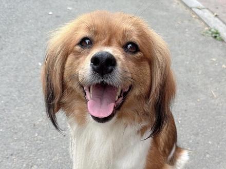 无意中发现一只被主人散养在外靠吃百家饭的狗狗,高温天气只能想办法在外找阴凉隐蔽处产崽,生命垂危跑回家求救却叫不开门。冥冥之中的幸运,我去给它送食物的时候发现它咬牙打颤,以为是中暑了,联系医生确诊为急性钙磷失调,十分危急,到医院已经口吐白沫,高烧浑身抽搐,晚去一小时就会一命呜呼,留下哺乳的幼崽没有狗妈妈照顾。还好经过抢救,输液、擦酒精各种措施度过了危险,狗妈妈知道我们在救它,它自己也很争气,为了嗷嗷待哺的孩子也要挺过去。我们不知道它叫什么名字,叫它黄黄它总是愉快地跑过来,黄黄在极度缺钙的情况下还坚持哺乳保护幼崽,在生命垂危时跑出藏身的洞口求助却无门,那时它一定很绝望,以为没人会救它,它选择回到幼崽身边,准备生命最后一刻和孩子在一起,我觉得好幸运碰巧我去看它,碰巧发现了它的异常,碰巧救了它。黄黄还需要去医院输液两天,医生嘱咐给它喝几周葡萄糖酸钙,以免哺乳期间再次严重钙流失。黄黄我们一起加油把不幸的日子过成幸运吧!#小狗🐶 #狗狗#抢救 #幸运 #爱让小狗长出血肉