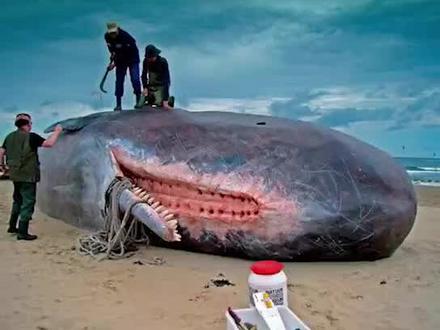 这东西估计还没长大就被灭绝了吧!#这个视频有点料 #涨知识