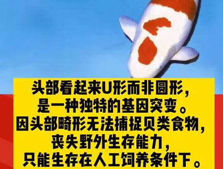 2000万/条?!揭晓十种高价#观赏鱼 ,最贵身价是它!