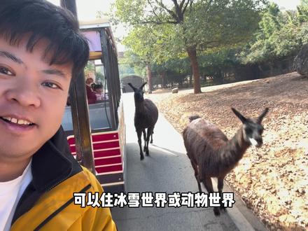 江浙沪一家人度假,住过这个酒店才知道什么叫度假! 在房间看七彩祥云烟花,高空烟花秀,逛太湖古镇演艺城,看表演,逛动物世界,在冰雪世界嗨玩,在太湖龙之梦乐园住在这个酒店性价比太高了!#龙之梦太湖古镇大酒店 #太湖演艺城 #春节福气好去处(部分日期可能加价)