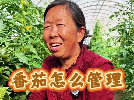 番茄怎么管理,长得好还结的多#三农 #蔬菜种植 #生菜杨姐 #番茄种植 @DOU+小助手 @DOU+上热门