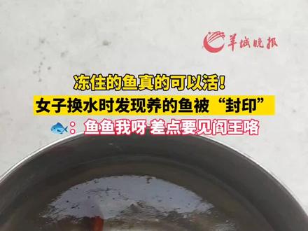 冻住的鱼真的可以活!女子换水时发现养的鱼被“封印”,🐟 :鱼鱼我呀 差点要见阎王咯。来源#小羊拍客 #鱼🐠 #我嘞个豆 #冬天 #精神状态良好