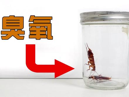 实验:臭氧能杀死蟑螂吗?