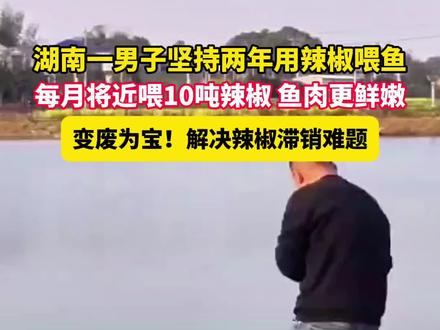 #湖南一男子坚持两年用辣椒喂鱼 每月将近喂10吨#辣椒,#鱼肉 更鲜嫩 (供稿:淄博徐)