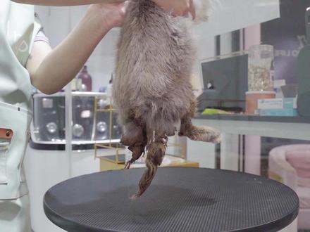 三年没有洗过澡的兔兔?看我们美容师怎么给兔兔改造#改造前vs改造后 #兔子