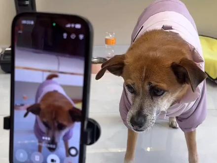 我知道了,你和贝贝有仇~#萌宠创作者计划 创#萌宠 萌#张口就来 #豆包打电话 #土狗咋了